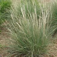 GRASS MUHLY DEER PERENNIAL #1