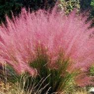 GRASS MUHLY REGAL MIST PERENN #5