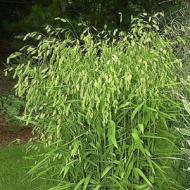 GRASS NORTHERN SEA OATS #5