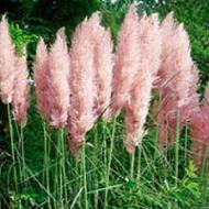 GRASS PAMPAS PINK #1