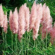 GRASS PAMPAS PINK #5