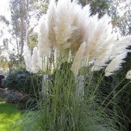 GRASS PAMPAS WHITE #1