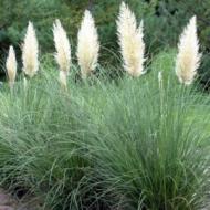 GRASS PAMPAS WHITE DWF #1