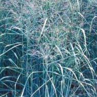 GRASS SWITCH PRAIRIE SKY #1