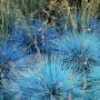 GRASS BLUE FESCUE SZ 4 - 4.5