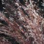 GRASS BLUESTEM LITTLE #5