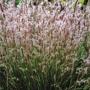 GRASS BLUESTEM LITTLE BLAZE #1