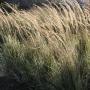 GRASS FEATHER REED OVERDAM #1