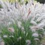 GRASS FOUNTAIN HAMELN DWF #1