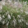 GRASS MAIDEN YAKU JIMA #1