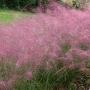 GRASS MUHLY AUTUMN GLOW #1