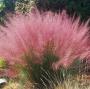 GRASS MUHLY PINK #5