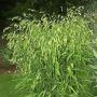 GRASS NORTHERN SEA OATS #5