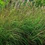 GRASS PAMPAS HARDY RAVENNAE #1