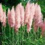 GRASS PAMPAS PINK #1