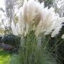 GRASS PAMPAS WHITE #1