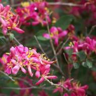 HONEYSUCKLE ARNOLD'S RED #5