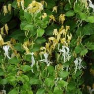 HONEYSUCKLE HALLS STK #1
