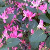 HONEYSUCKLE PAM'S PINK #5