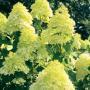 HYDRANGEA LIMELIGHT #3