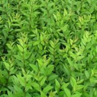 LIGUSTRUM LODENSE #5