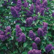 LILAC COMMON PURPLE #10