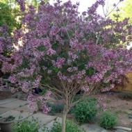 LILAC KOREAN PALIBIN DWF #5
