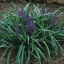 LIRIOPE ROYAL PURPLE #1