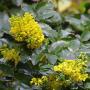 MAHONIA OREGON GRAPE CREEPING #5