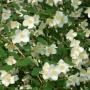 MOCK ORANGE MINNESOTA SNOFLK #1