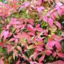 NANDINA DOMESTICA #1