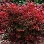 NANDINA GULF STREAM #1