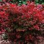 NANDINA GULF STREAM #3