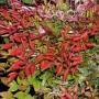 NANDINA MOON BAY #5
