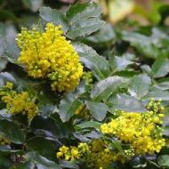 MAHONIA OREGON GRAPE CREEPING #5