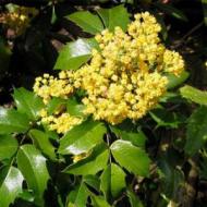 MAHONIA OREGON GRAPE COMPACT #1