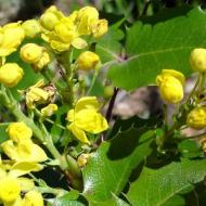 MAHONIA OREGON GRAPE HOLLY #1