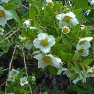 MOCK ORANGE LITTLE LEAF #5