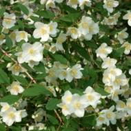 MOCK ORANGE MINNESOTA SNOFLK #1