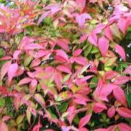 NANDINA DOMESTICA #15
