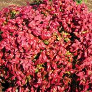 NANDINA FIREPOWER #1