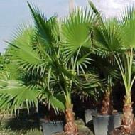 PALM MEXICAN FAN #15