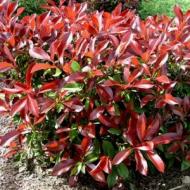 PHOTINIA REDTIP #1