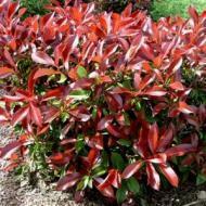 PHOTINIA REDTIP PATIO TREE #5