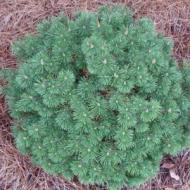 PINE MUGO SLOWMOUND #3