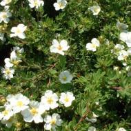 POTENTILLA ABBOTSWOOD #2