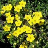 POTENTILLA GOLD DROP #1