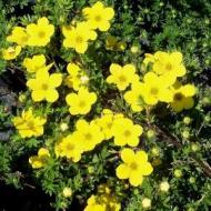 POTENTILLA GOLD DROP #5