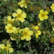 POTENTILLA GOLD STAR #2