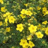 POTENTILLA GOLDFINGER #1